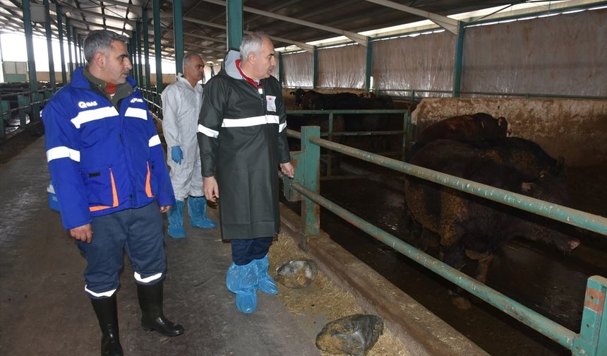 Malatya'da hayvanlara 1,5 milyon doz aşı yapılacak