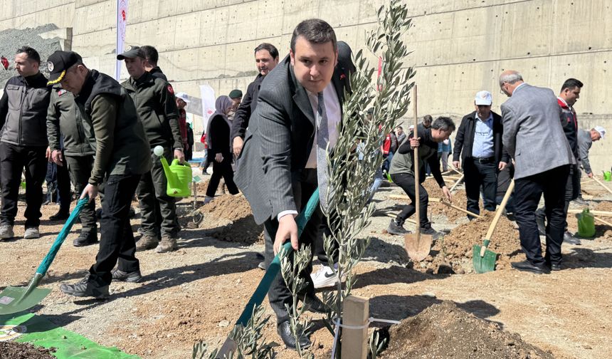 Artvin'de 200 zeytin fidanı dikildi
