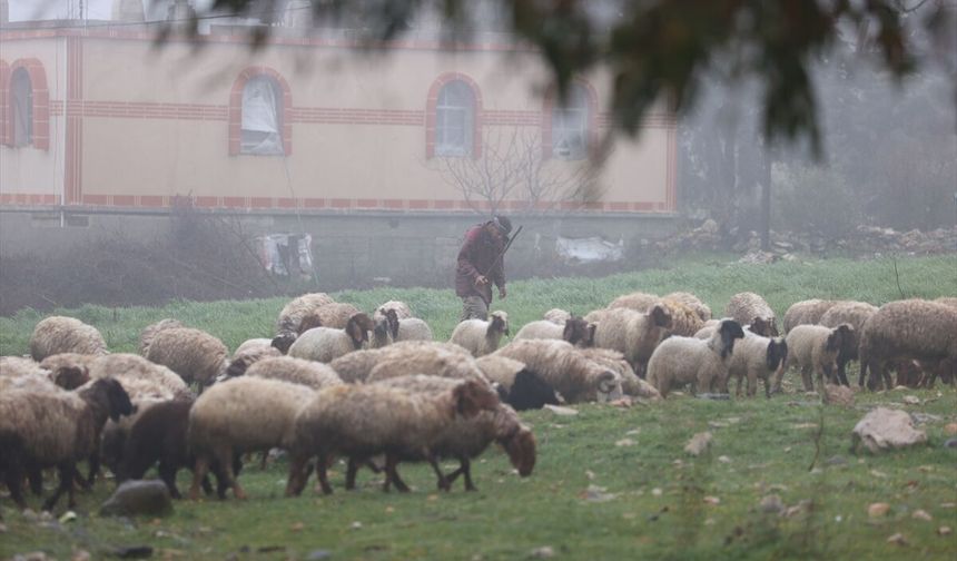 İsrail'in, Suriye'nin güneyindeki ihlalleri bölgede tarım ve hayvancılığı vurdu