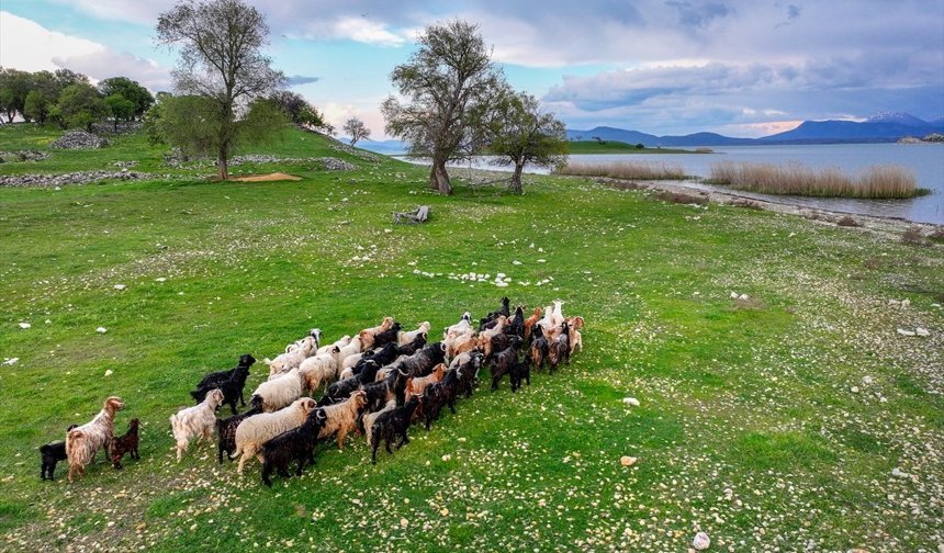 Çobansız sürünün otu adadan, suyu gölden