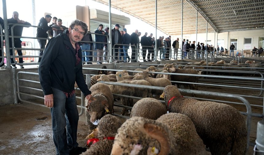 Edirne'de 2. Koç ve Teke Mezatı düzenlendi