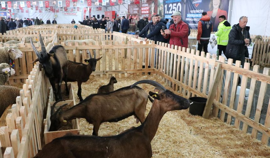 Tekirdağ'da 'Küçükbaş Hayvancılık Festivali' başladı