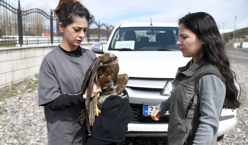 Kars'ta yaralı bulunan kızıl şahin tedavi altına alındı