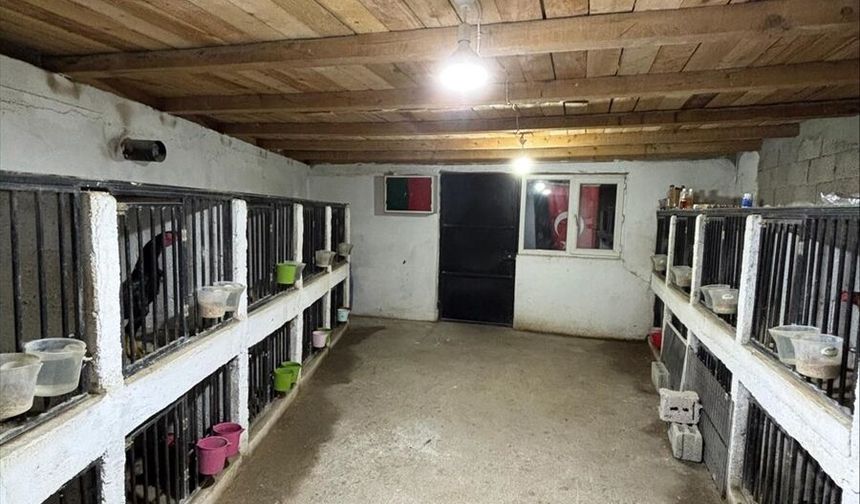 Artvin'de horoz dövüştüren 39 kişiye 508 bin lira ceza uygulandı