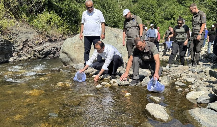 Sel felaketinin yaşandığı Bozkurt'taki İlişi Çayı'na 15 bin alabalık salındı