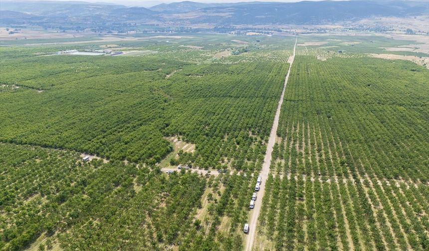 Tarla sınırlarını kaldıran köylüler, hem katma değeri hem de rekolteyi artırdı