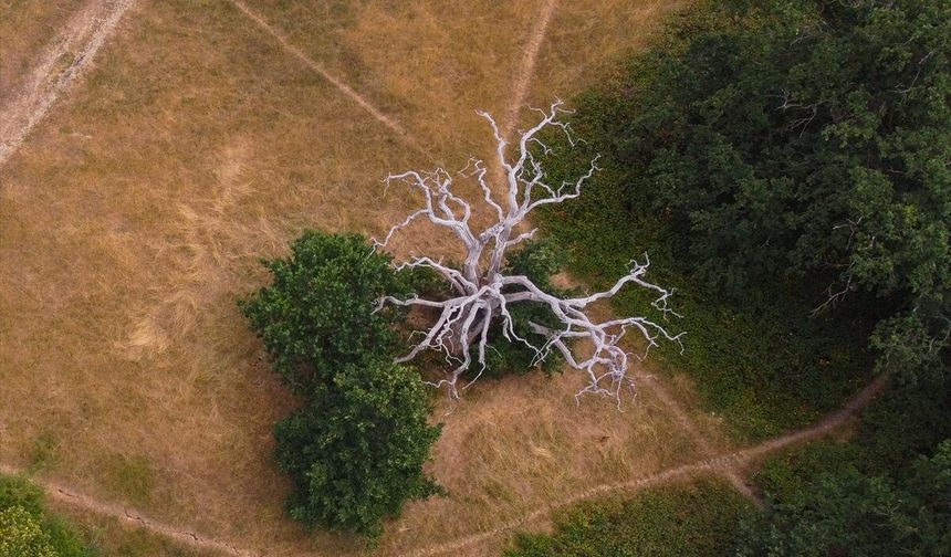 Fotoğraflarla Londra'da kuraklığın çarpıcı görüntüleri