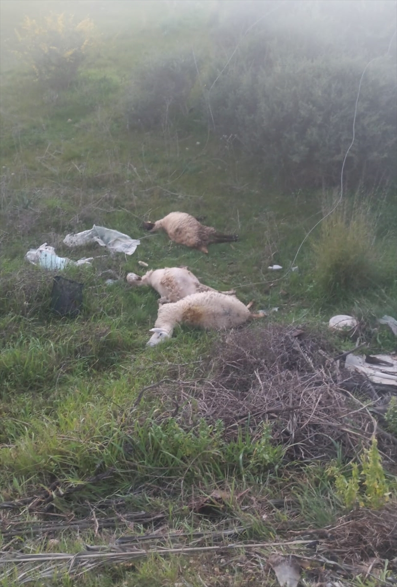 Manavgat'ta kopan elektrik tellerindeki akıma kapılan 3 kuzu telef oldu