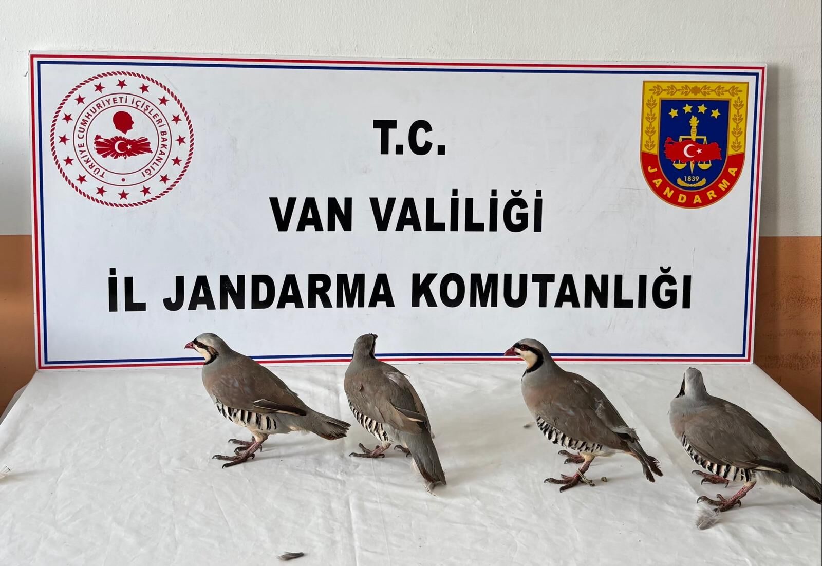 Van'da aracında 4 kınalı keklik yakalanan kişiye 85 bin 246 lira ceza verildi