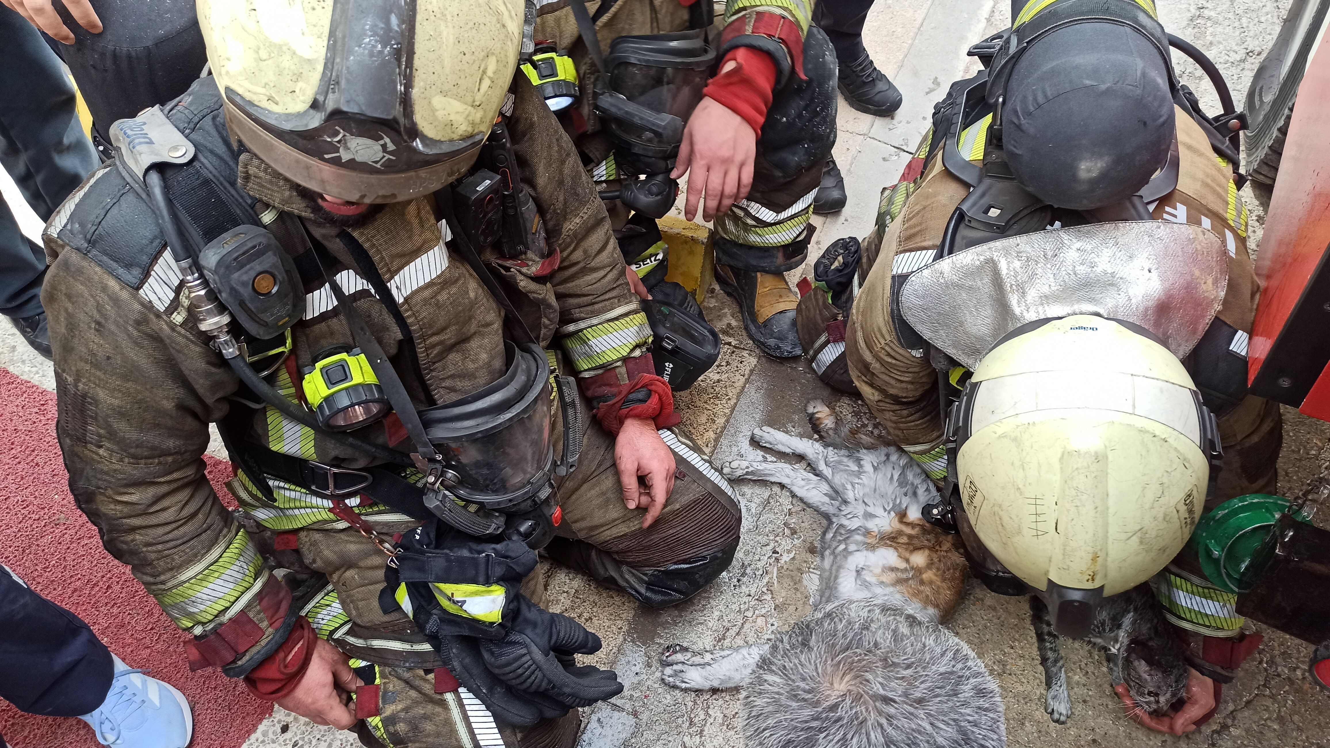 Ankara'da yangından etkilenen kediler kalp masajı ve oksijenle hayata döndürüldü