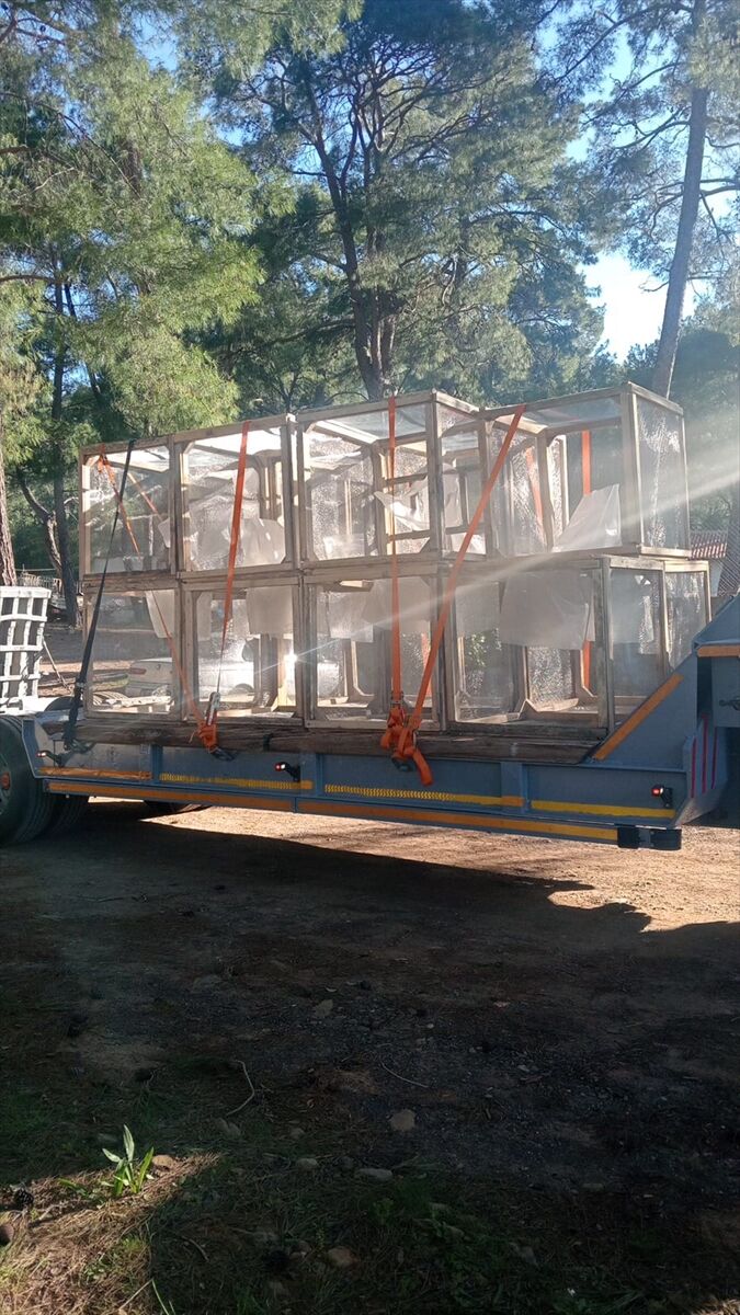 Marmaris'te çam kese böceğiyle kafes yöntemiyle mücadele ediliyor
