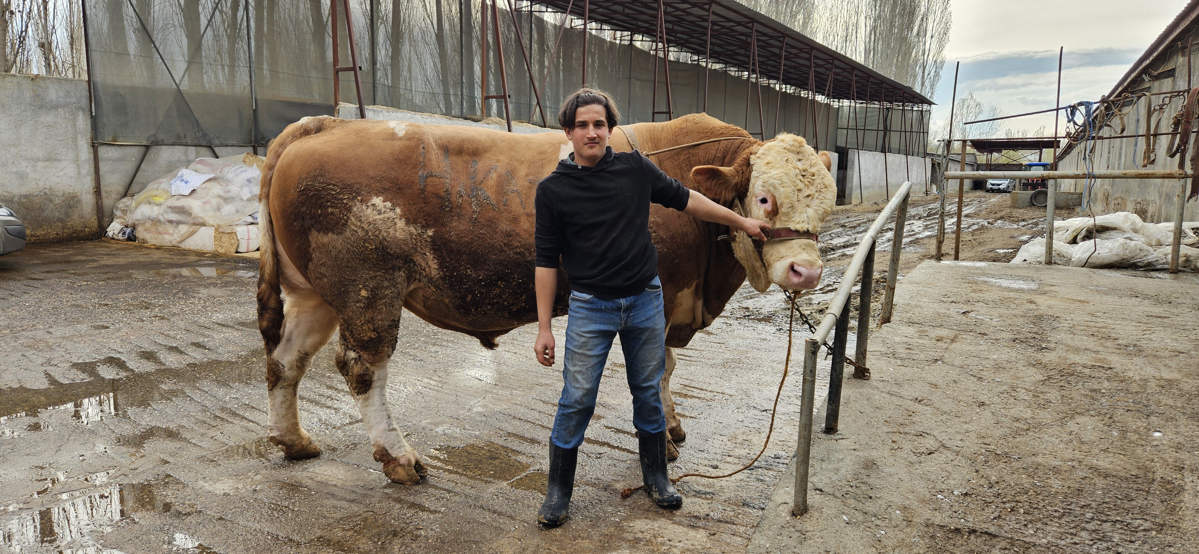 Ağrı'da 1 ton 190 kiloluk kurbanlık boğa alıcısını bekliyor