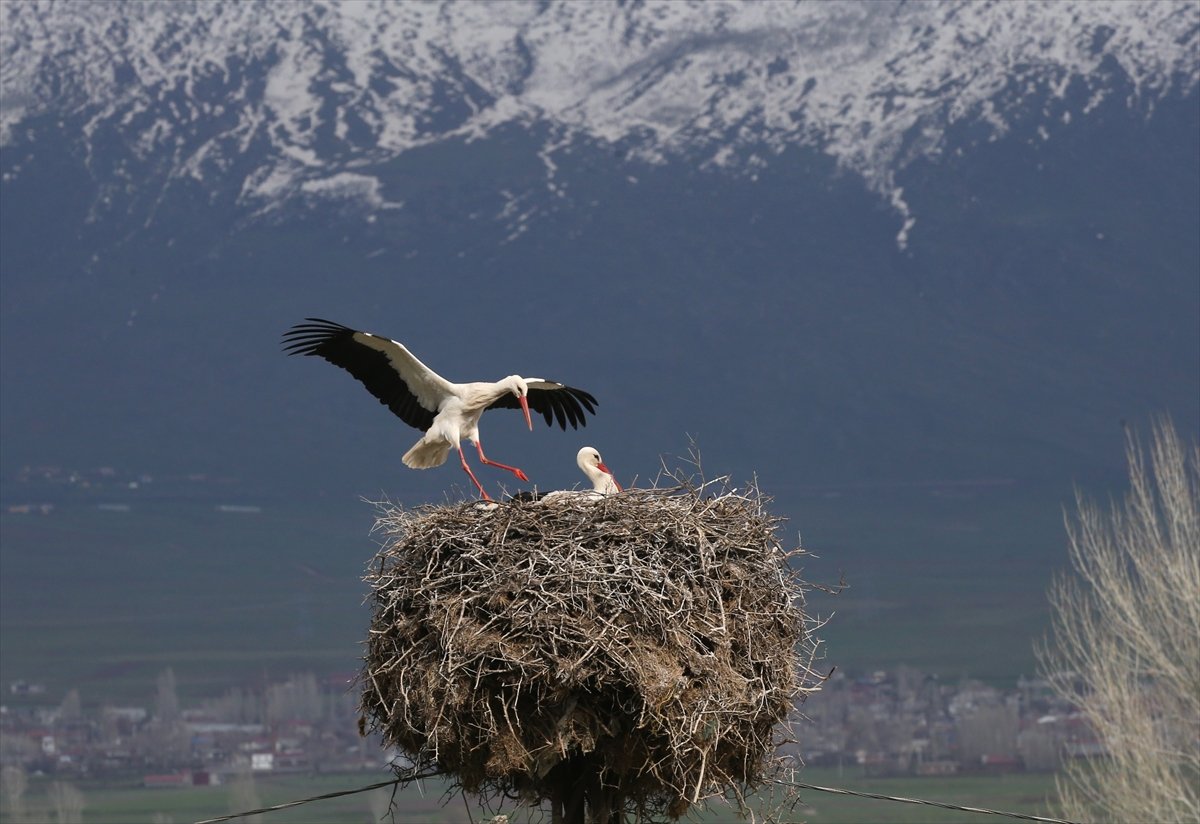 'Baharın habercisi' leylekler Bitlis'teki yuvalarına dönmeye başladı