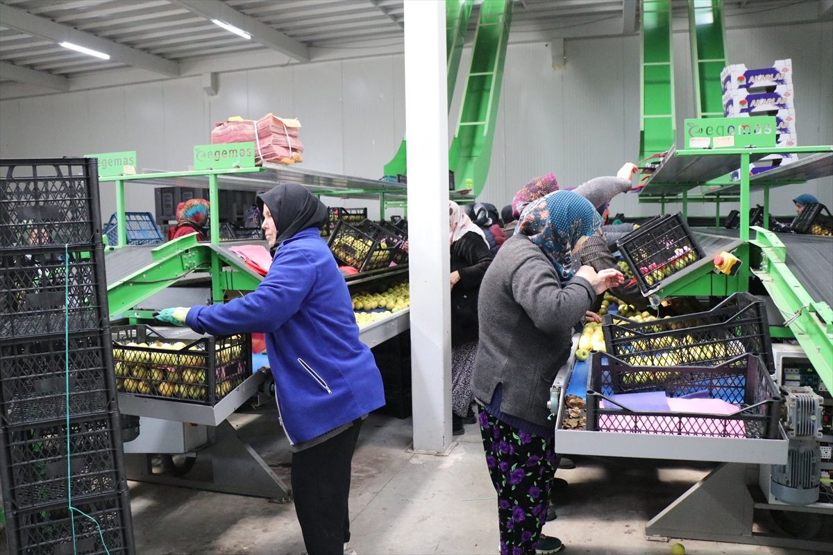 Elma diyarı Isparta'da kadınların paketleme tesislerindeki mesaisi sürüyor