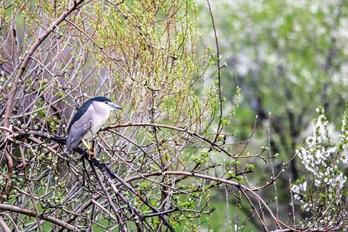 Göçmen kuşlar Van'daki sulak alanlara gelmeye başladı