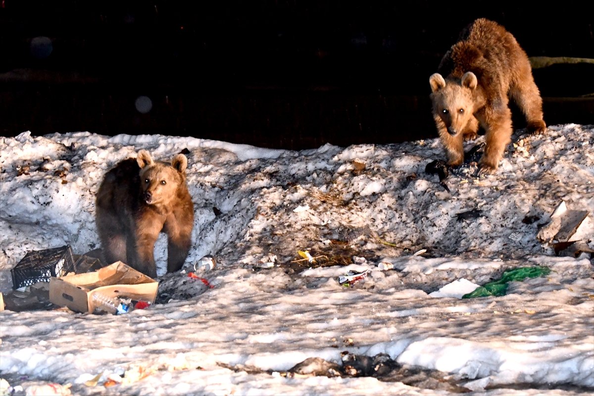 Kars'ta bozayılar kış uykusundan uyanmaya başladı