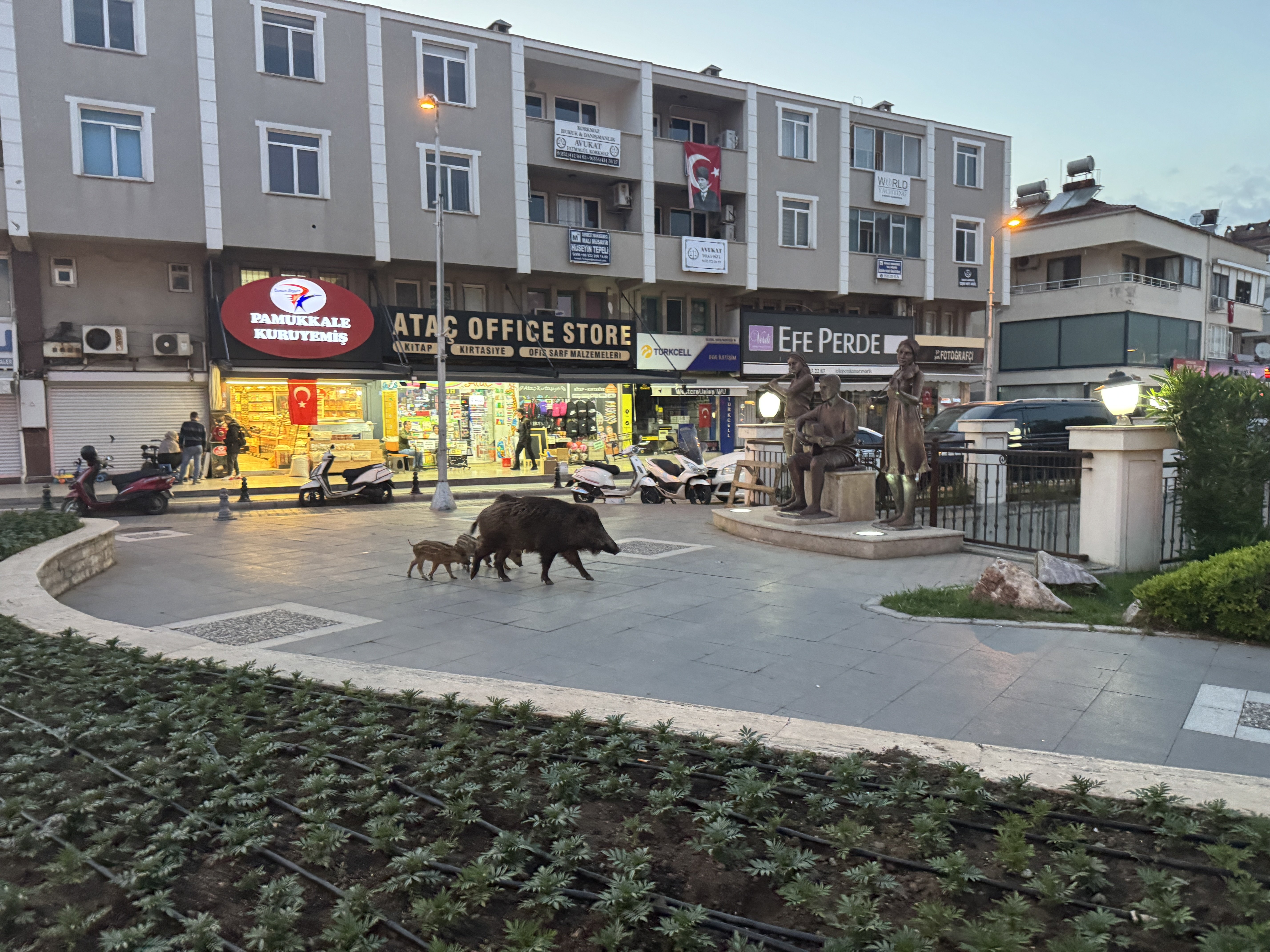 Marmaris'te yaban domuzları yerleşim alanına indi