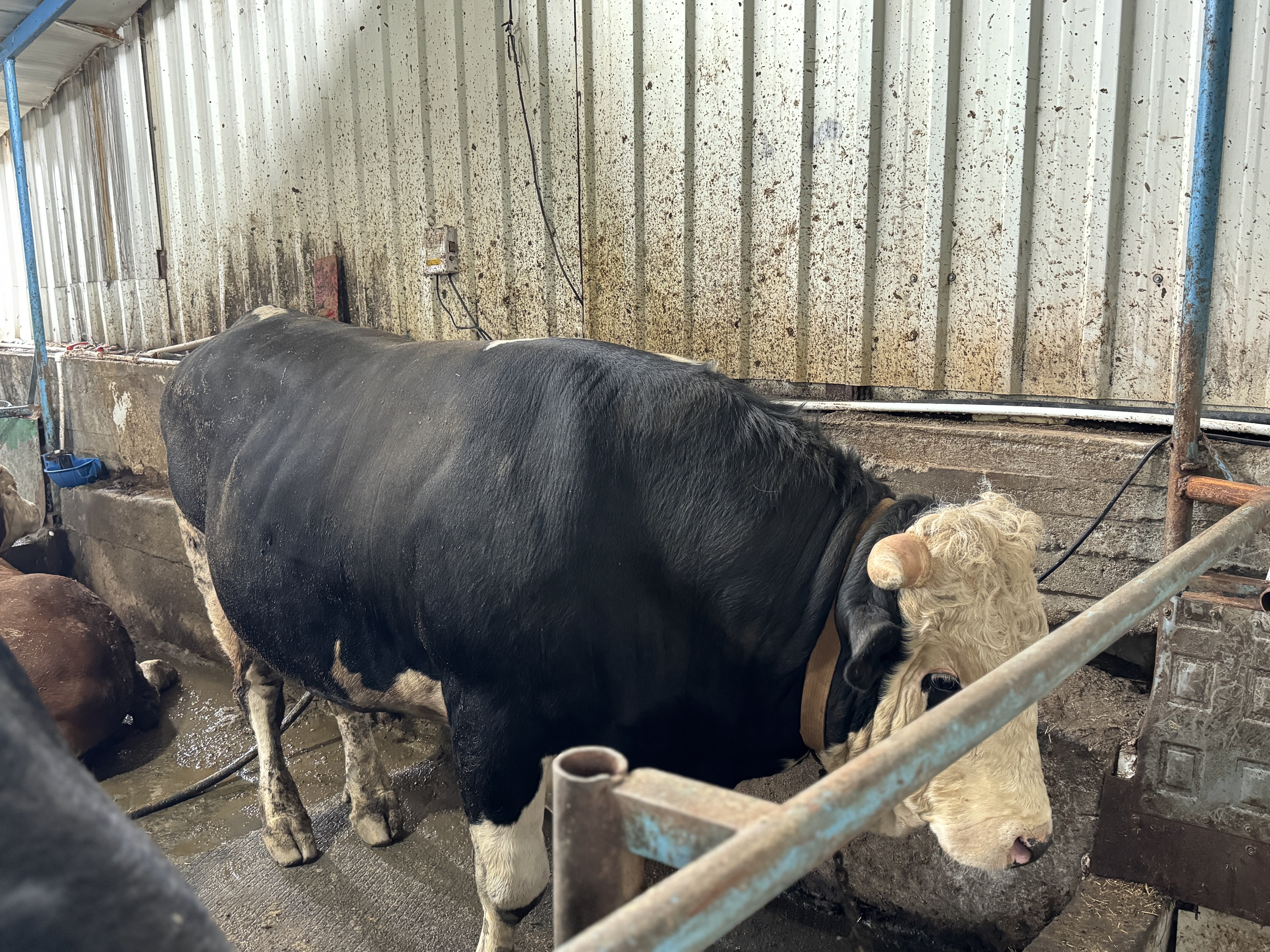 Sakarya'da birer tonluk iki tosun, 380 ile 410 bin liradan alıcı buldu