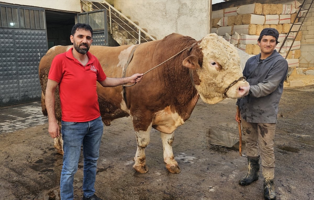 Ağrı'da 1 ton 190 kilogramlık kurbanlık boğa 500 bin liraya satıldı