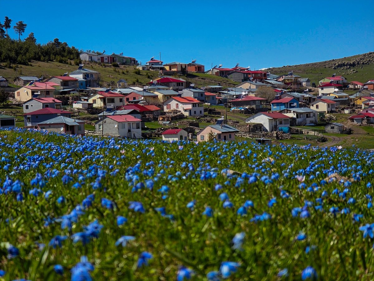 Ardahan'ın yaylaları baharla canlanmaya başladı
