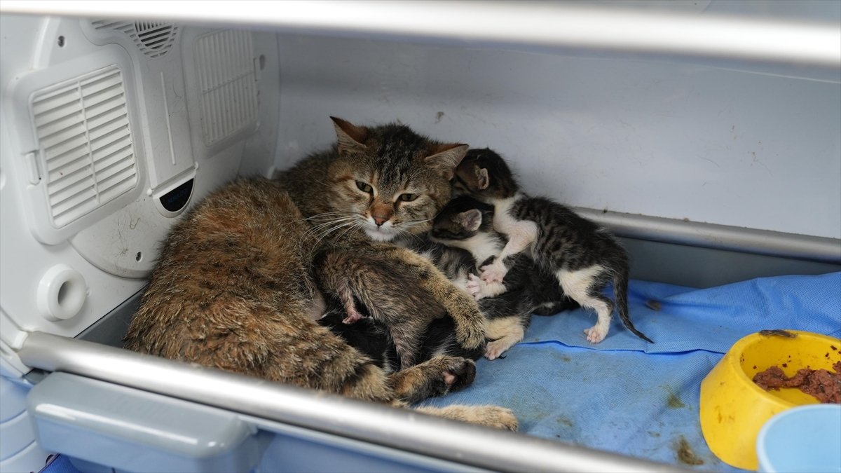 Bursa'da doğum yapan kedi başka yavruların da süt anneliğini üstlendi