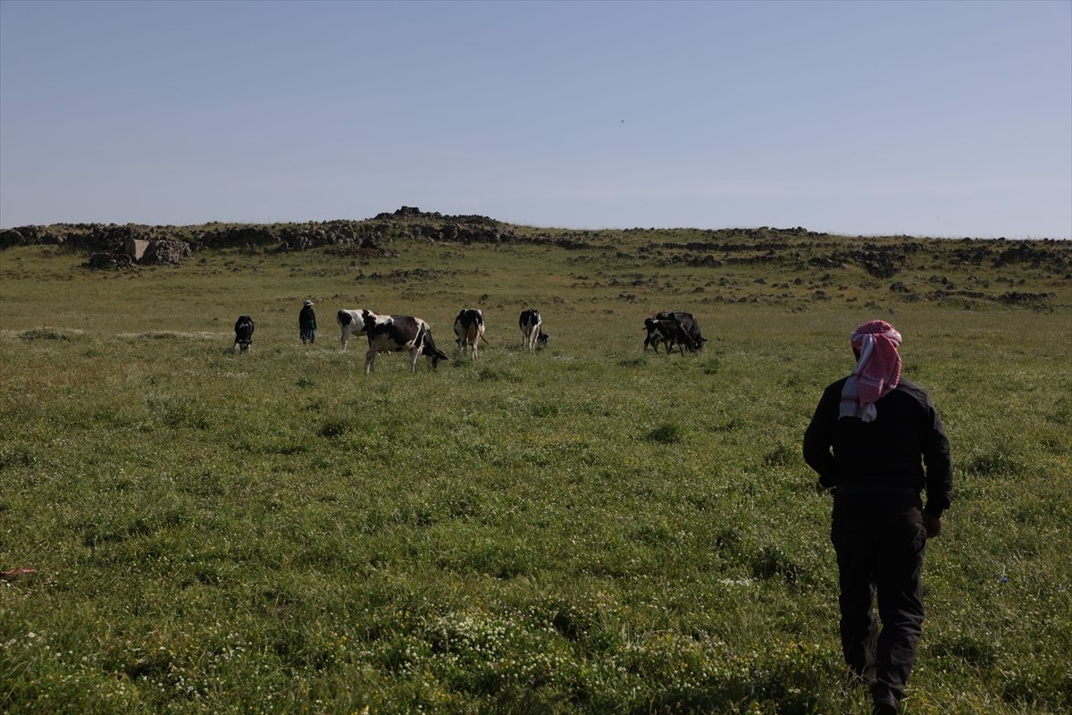 İsrail'in Suriye'nin Kuneytra kırsalındaki baskınları çobanların geçim kaynaklarını hedef alıyor