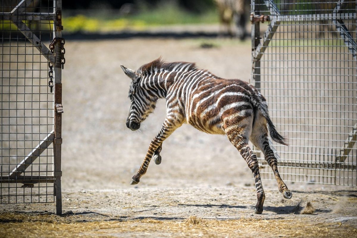 İzmir Doğal Yaşam Parkı'nda öksüz yavru zebra 'Gözde'ye zürafalar sahip çıktı