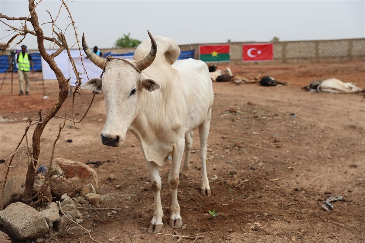 TDV, Burkina Faso'da 42 bin 700 kurban hissesi dağıtacak