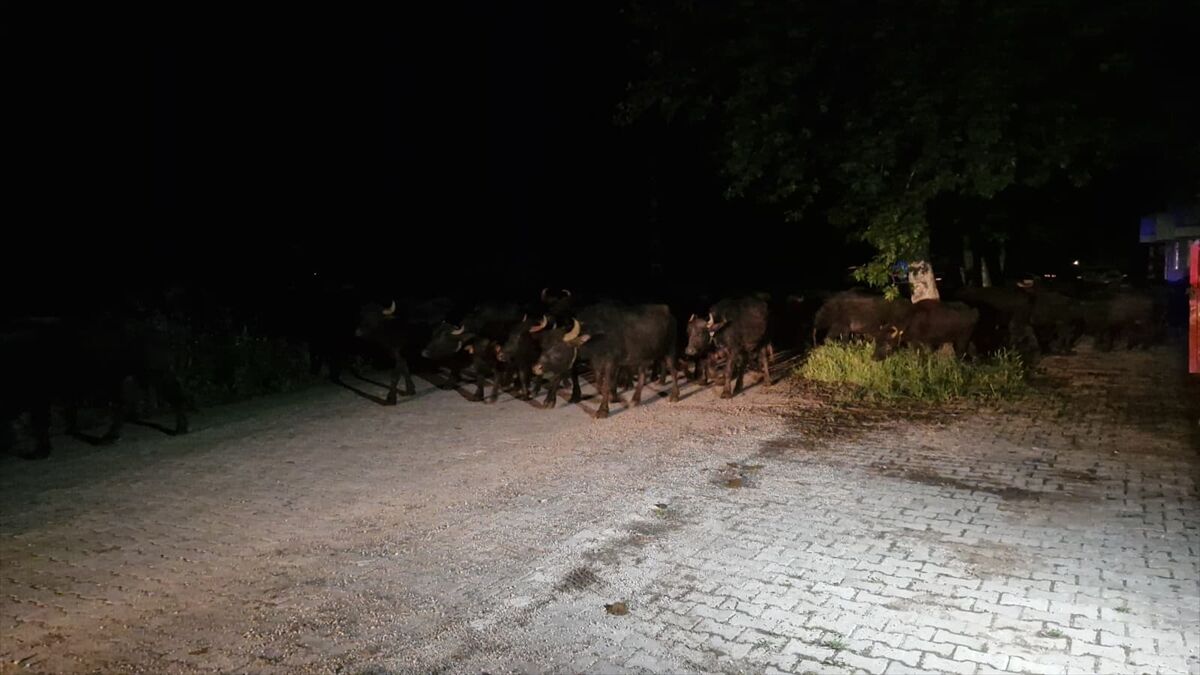 Tokat'ta taşkın riskine karşı bir köyün sakinleri tahliye ediliyor