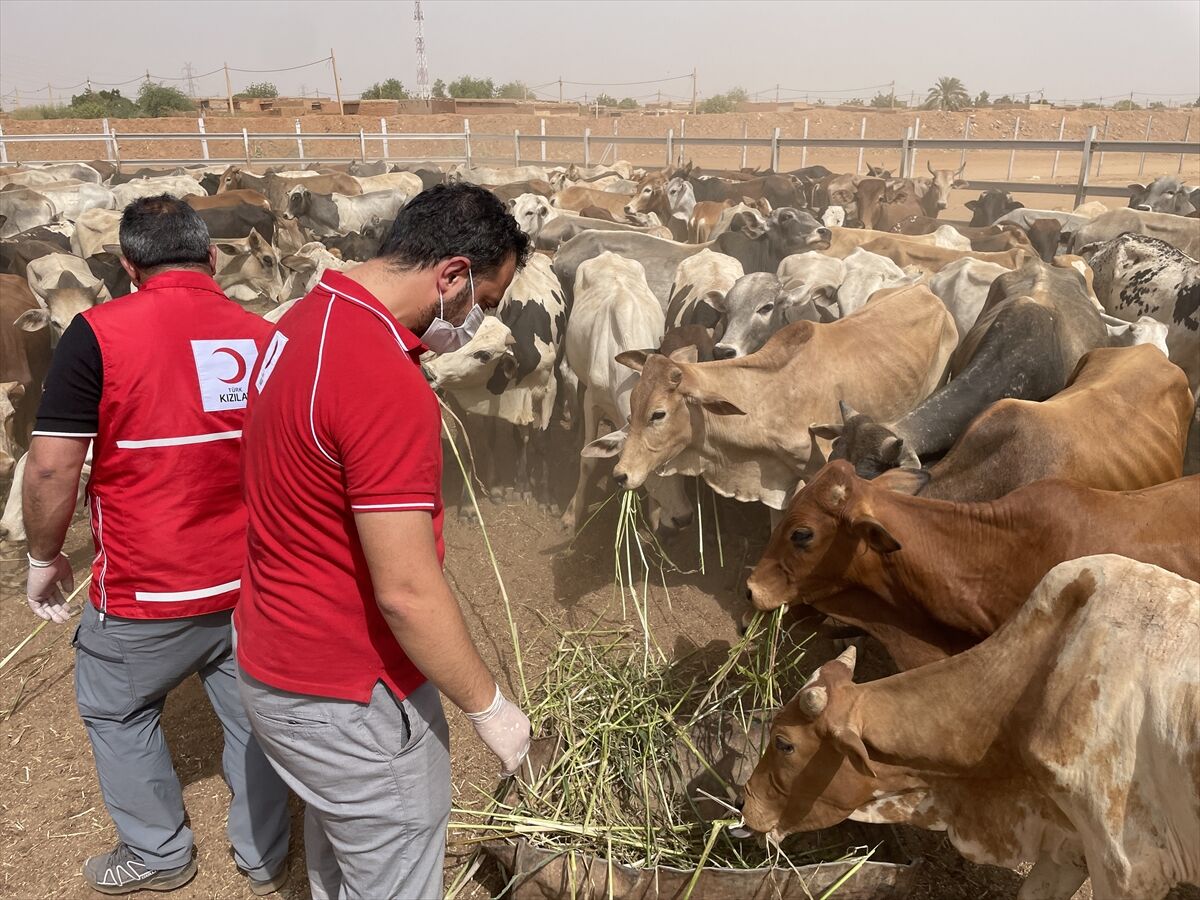 Türk Kızılay Sudan'da 300 büyükbaş kurban kesecek