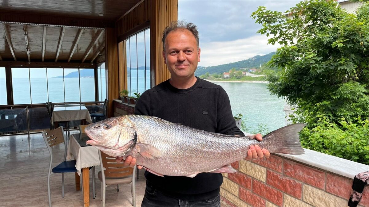Sinop'ta Karadeniz'de nadir görülen beyaz kötek balığı avlandı